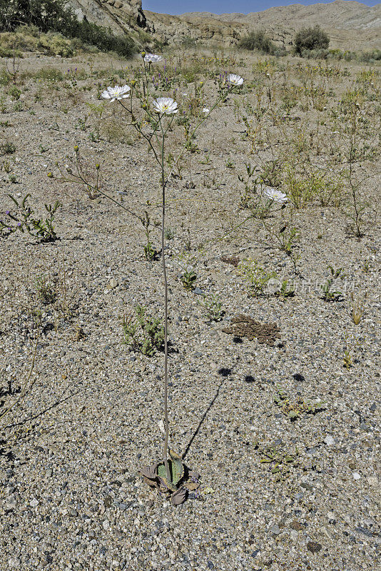 白叶Atrichoseris platyphylla，俗称烟草杂草，降落伞植物，和砾石鬼生长在约书亚树国家公园，加利福尼亚州